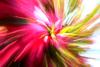 "A New Vibration" Floral Abstracts