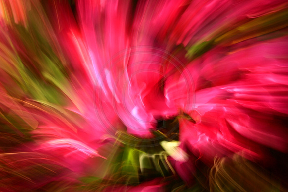 "A New Vibration" Floral Abstracts
