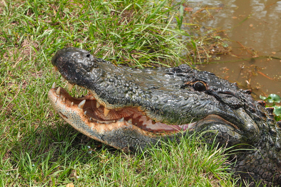 Alligator Alley -2012 Gulf Coast Vacation Guide for Gulf Shores and Orange Beach, AL