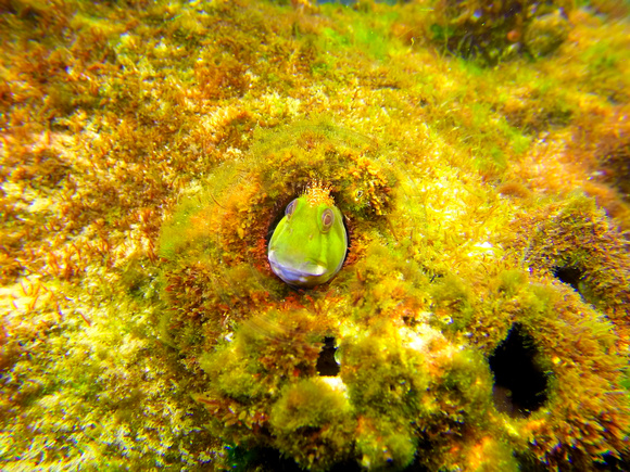 A Molly Miller Blenny underwater at Florida Point in Orange Beach, AL.